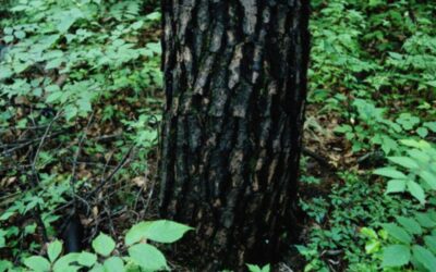 What Happened To Make This Tree Trunk Turn Black?