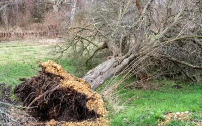 Don’t Wait For The Storm To Tell You A Tree Is Too Close To Your Home