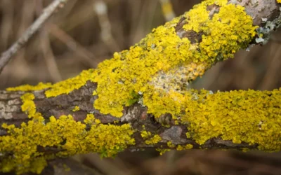 Strange Symbiosis: Tree Lichens