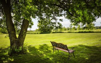 The Practical Benefits of Shade Trees