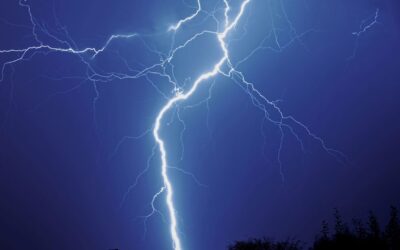 How To Identify and Care For A Tree Struck By Lightning